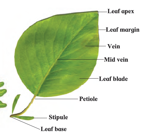 Class 7-MSBSHSE-General Science-Ch-2-Plants : Structure and functions