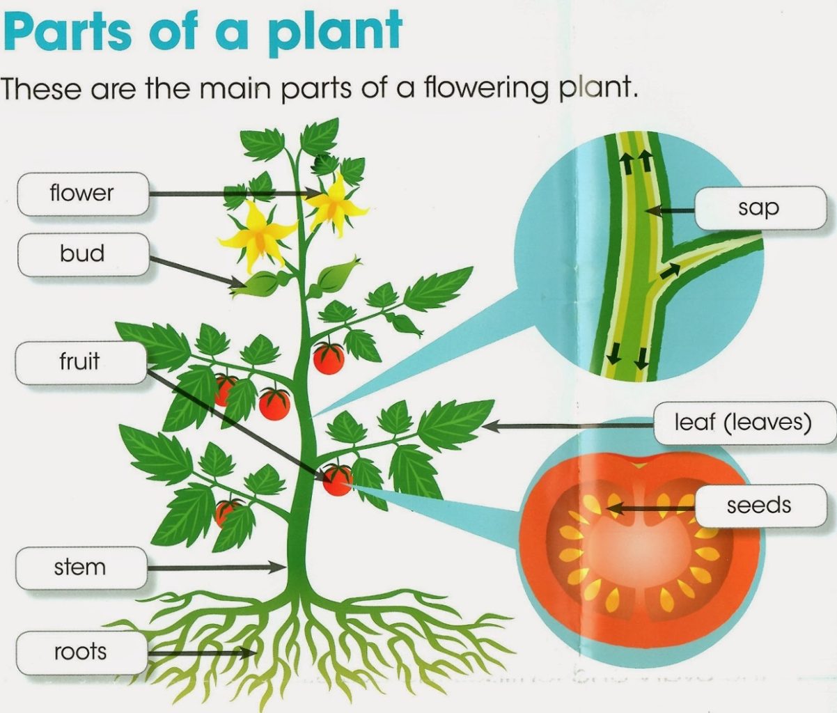 Plants : Structure And Functions - Kitabcd.org