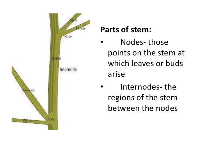 Class 7-MSBSHSE-General Science-Ch-2-Plants : Structure and functions