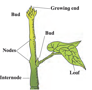 Class 7-MSBSHSE-General Science-Ch-2-Plants : Structure and functions