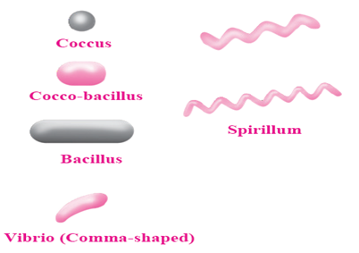 Notes-Class 8-Science-Chapter-1-Living World and Classification of ...