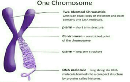 Notes-Class 10-Science & Technology-2-Chapter-2-Life Processes in ...