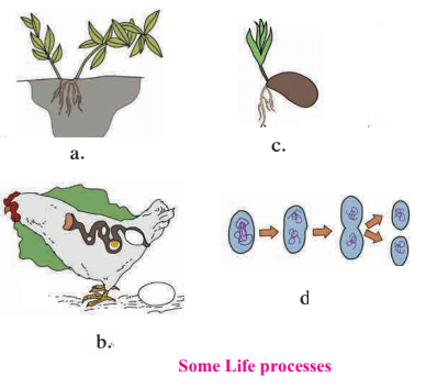 Notes-class 10-science & Technology-2-chapter-3-life Processes In 