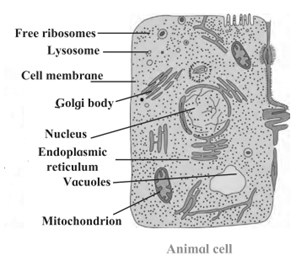 Solutions Class 7 Science Chapter 11 Cell Structure And Micro Organisms Maha Board