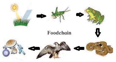 Notes-Class 10-Science & Technology-2-Chapter-4-Environmental ...