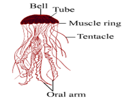 Solutions-Class 10-Science & Technology-2-Chapter-6-Animal ...