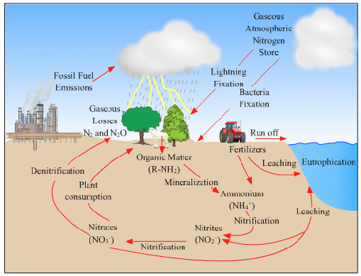 Solution-Class 9-Science-Chapter-7-Energy Flow In An Ecosystem ...