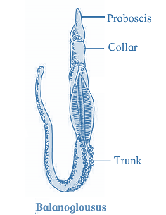 Notes-Class 10-Science & Technology-2-Chapter-6-Animal Classifications ...