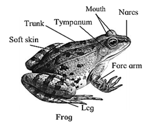 class amphibia diagram