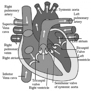 Solutions-Class 8-Science-Chapter-11-Human Body and Organ System ...