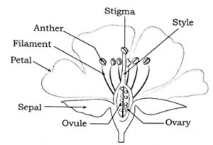 Notes-Part-1-Class 12th-Biology-Chapter-1-Reproduction in Lower ...