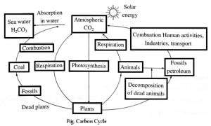 Notes-Class 9-Science-Chapter-7-Energy Flow In An Ecosystem-Maharashtra ...