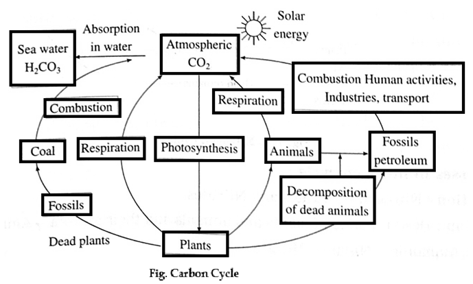 Notes-Class 9-Science-Chapter-7-Energy Flow In An Ecosystem-Maharashtra  Board