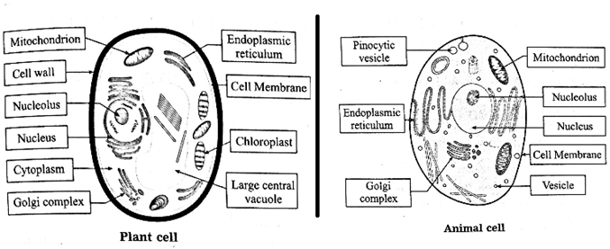 Notes-Class 8-Science-Chapter-10-Cell and Cell Organelles-Maharashtra Board