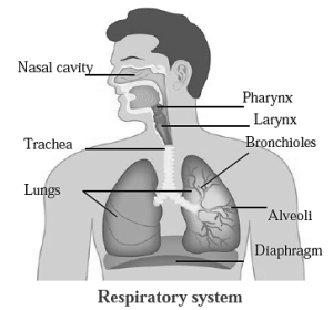 Notes-Class 8-Science-Chapter-11-Human Body and Organ System ...