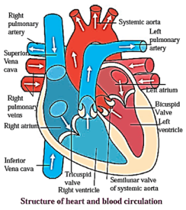 Notes-Class 8-Science-Chapter-11-Human Body and Organ System ...