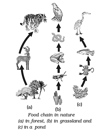 Notes-NCERT-Class 10-Science-Chapter-13-Our Environment-CBSE Board